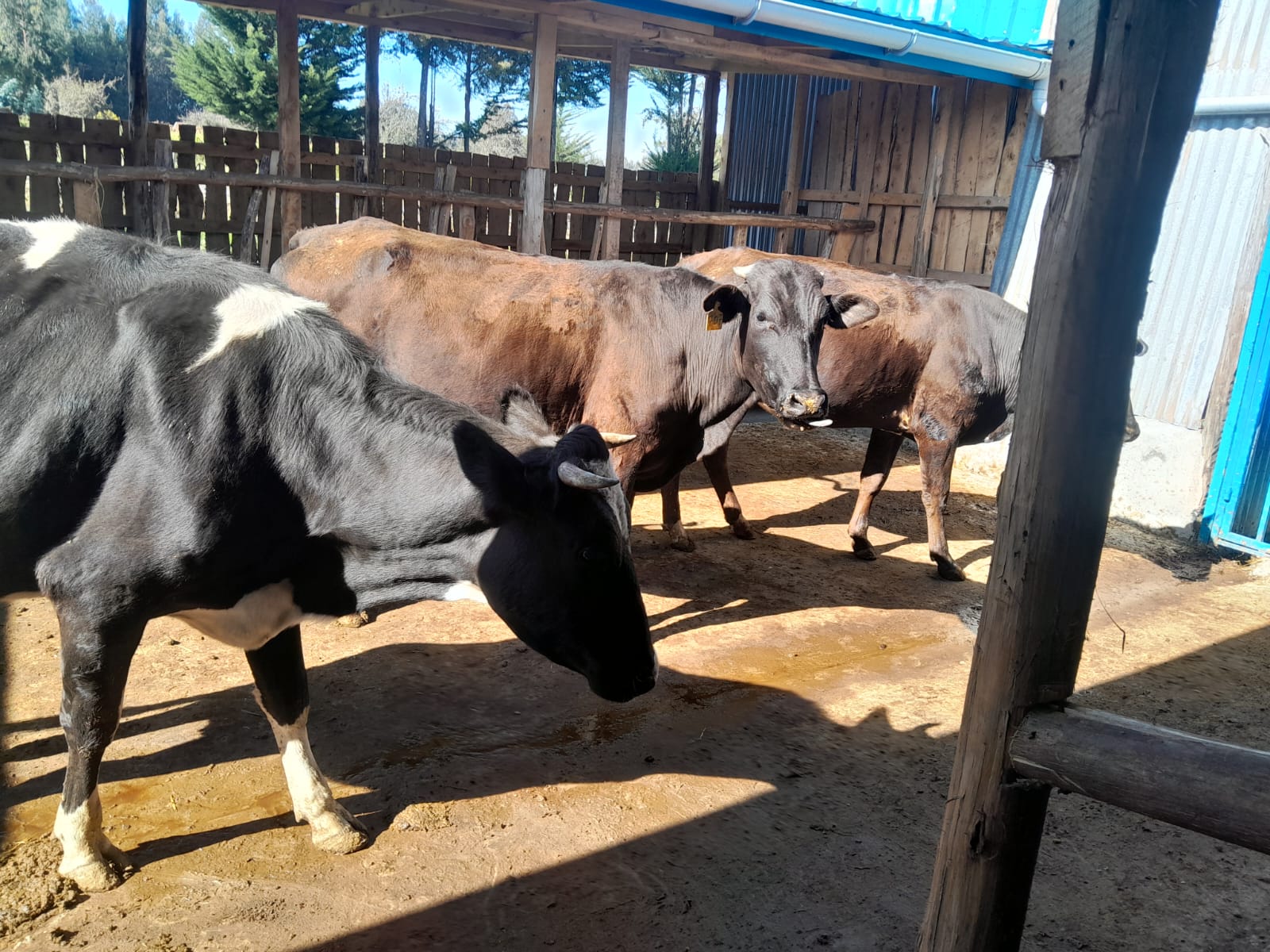 Grazing Friesians