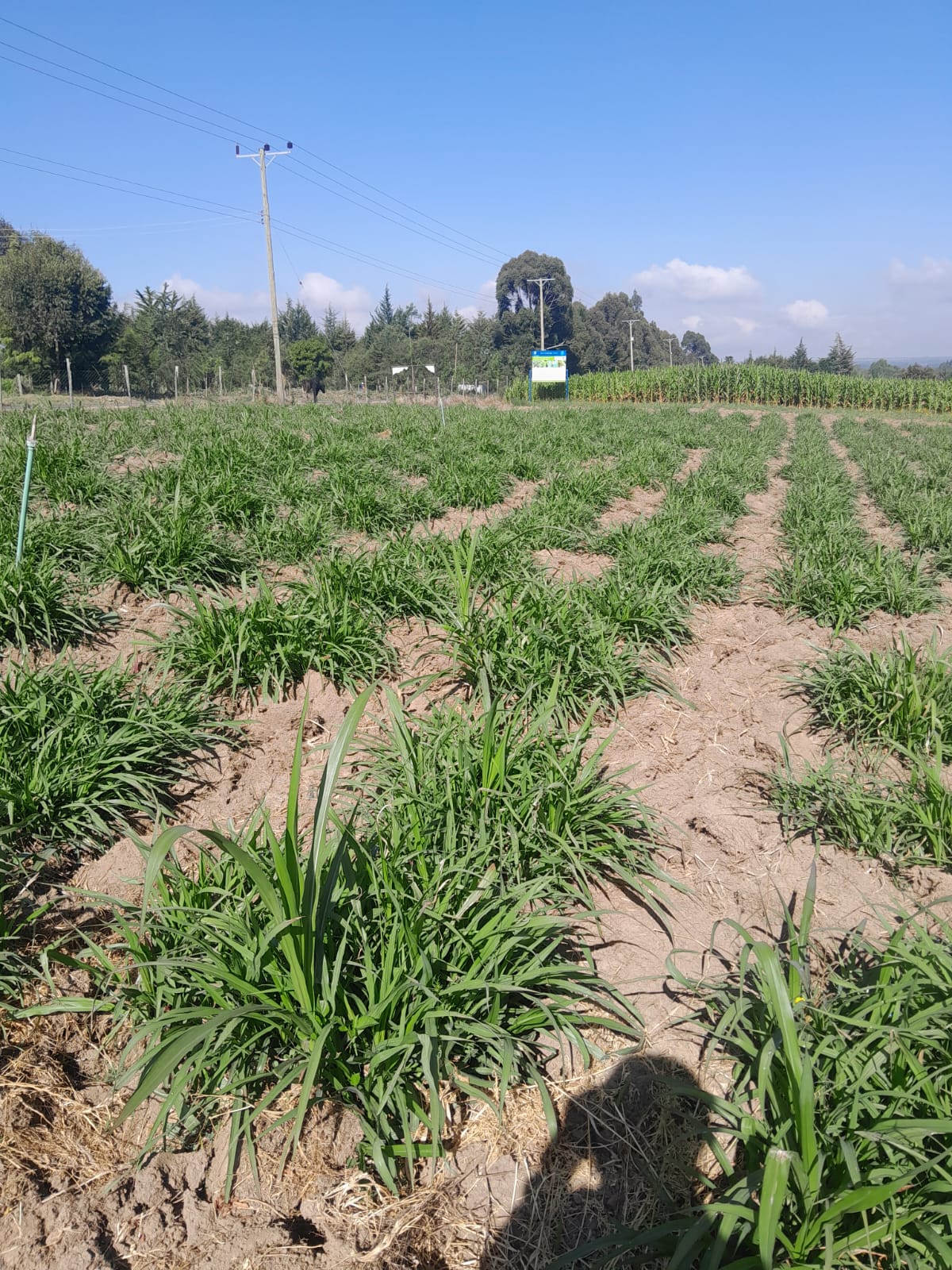 Napier Grass