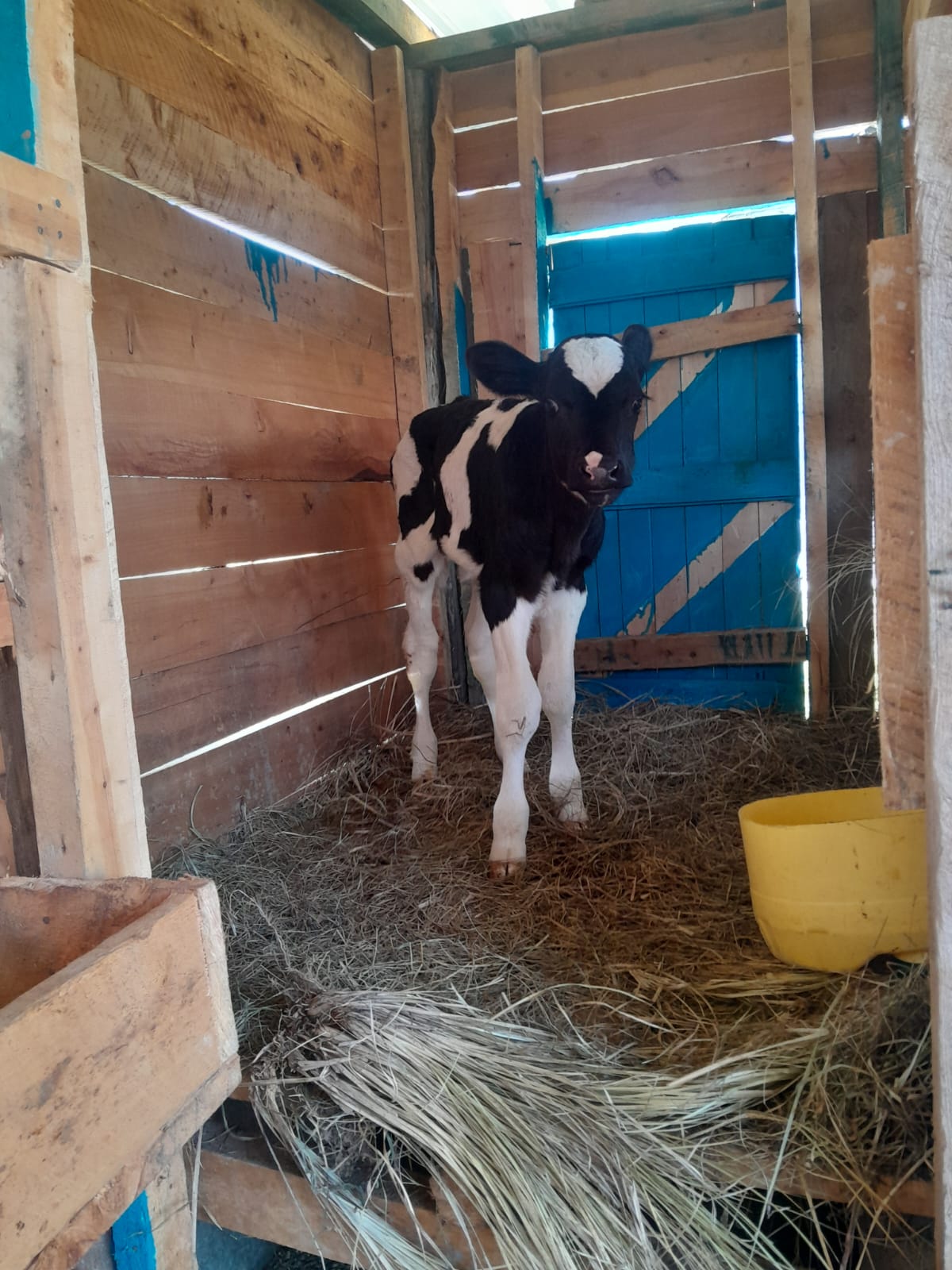 Calf Rearing